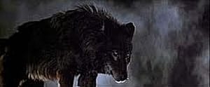 One of the wolves in Wolfen